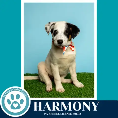 Harmony photo 4