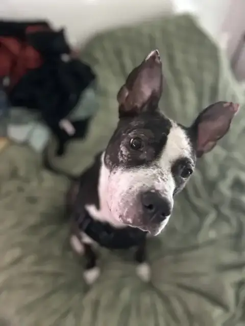 Jumpy Foster Home Needed photo 2