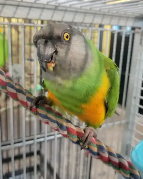 Gizmo