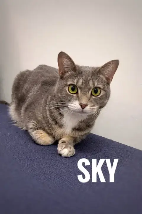Sky