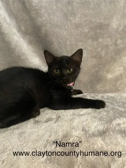 Namra photo 3