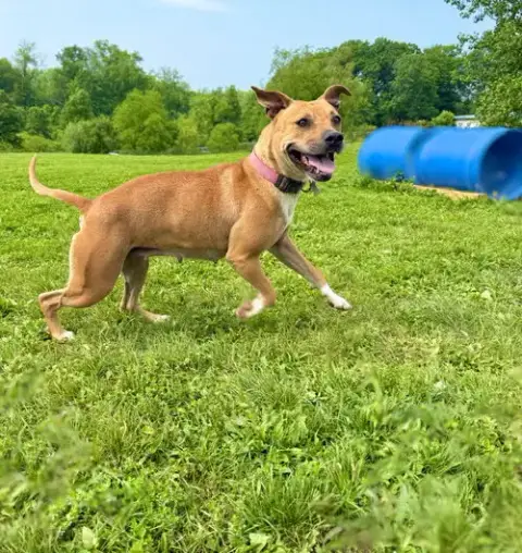 Kahlua photo 2