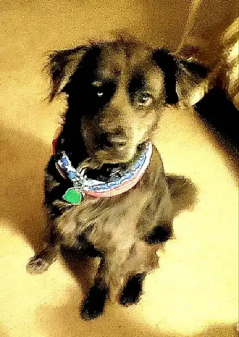 Brody photo 3