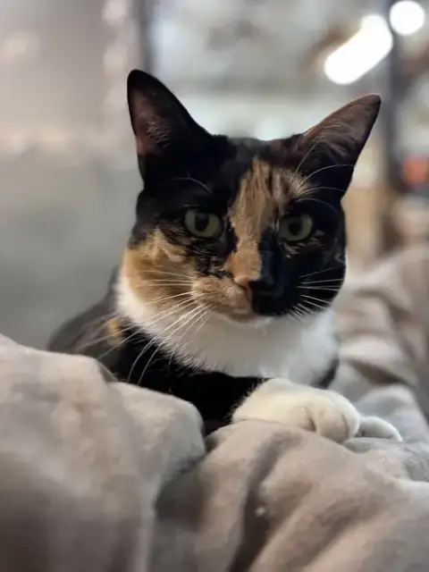 Lucille: Not At Shelter photo 2