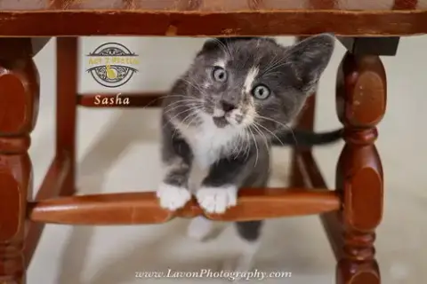 Sasha photo 3