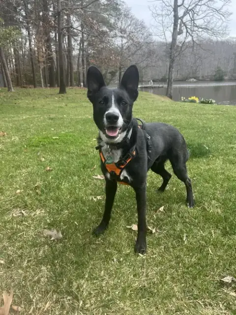 Mack