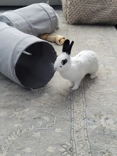 Poppy Rabbit photo 2