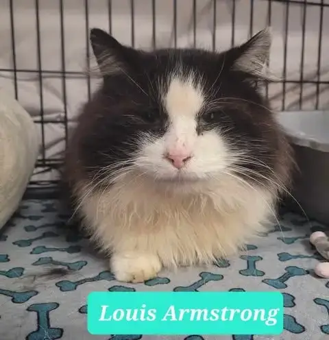 Louis Armstrong-Sponsored