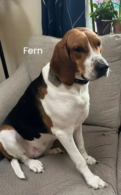 Fern photo 2