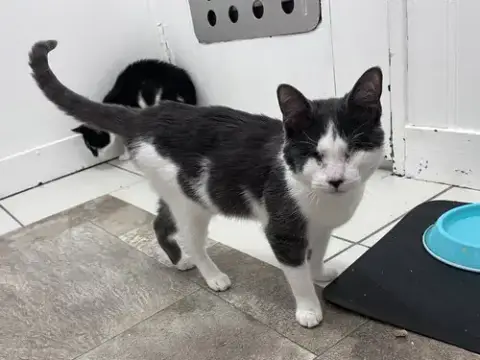 Violet'S Dain Kitten Rm