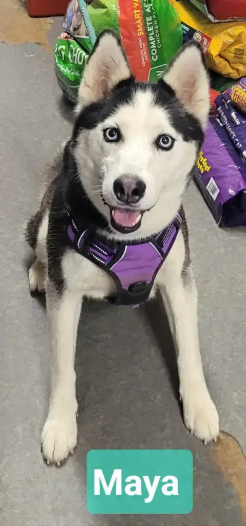Maya photo 3