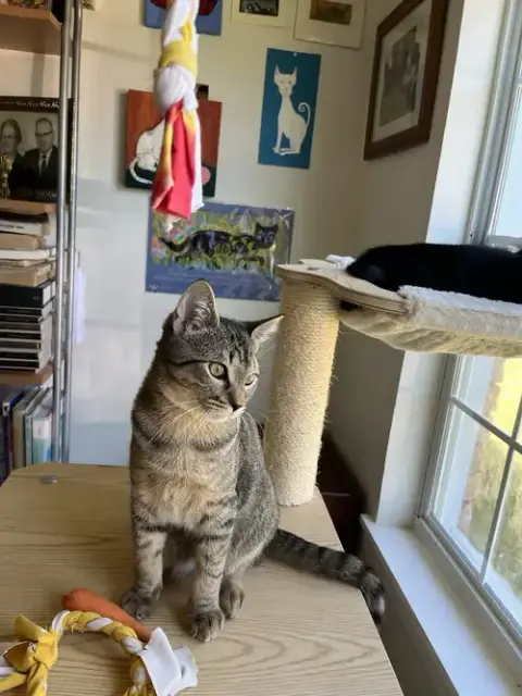 Bobcat