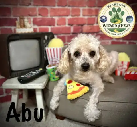 Abu photo 2