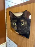 Nutmeg