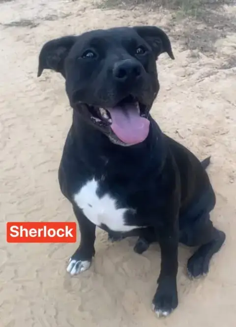 Sherlock photo 2