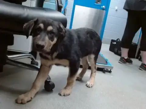 Biscuit