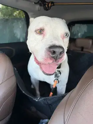 Olaf photo 4