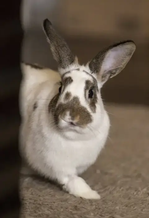 Pecan photo 2