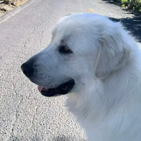 Bubba