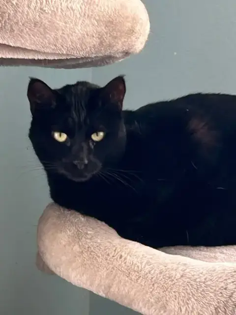 Onyx