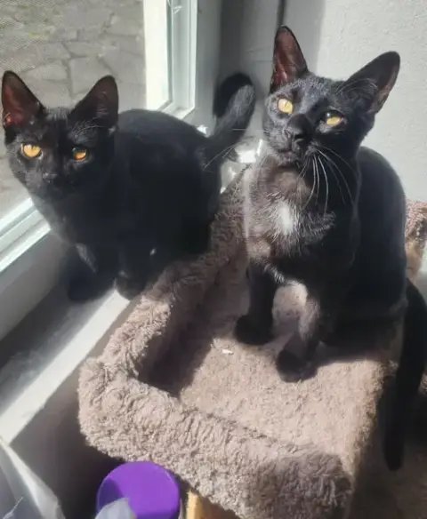 Bonded Pair: Salem & Spirit photo 3