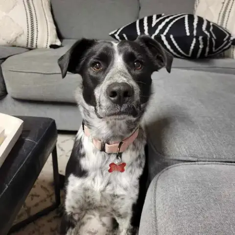Suzi