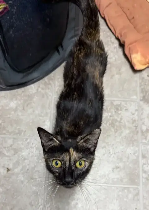 Cat photo 5