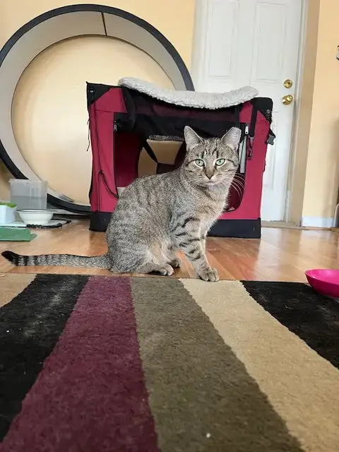 Nutmeg photo 2
