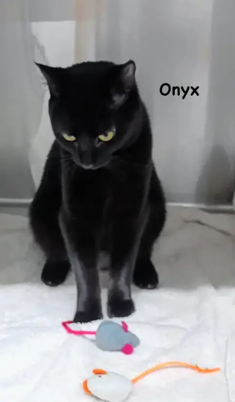 Onyz