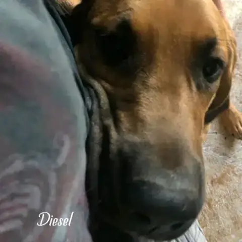 Diesel photo 3