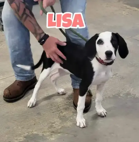 Lisa