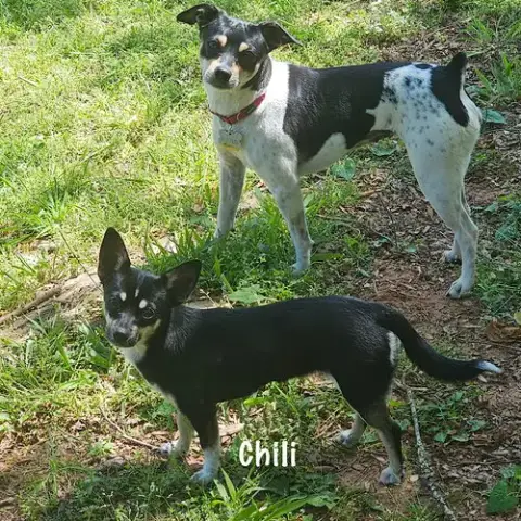 Chili photo 2
