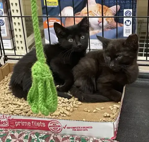 Chuck photo 2