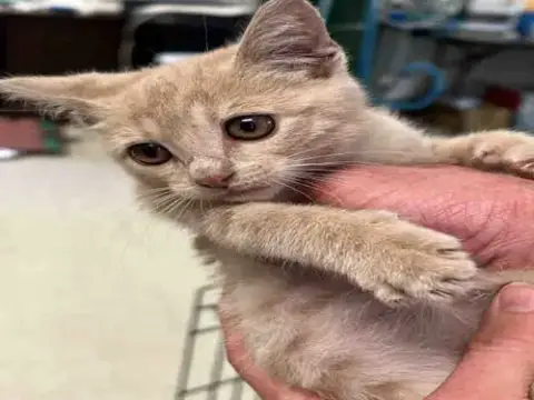 Butterscotch