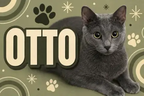 Otto