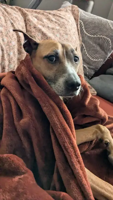 Hunie Urgent Foster Needed photo 4