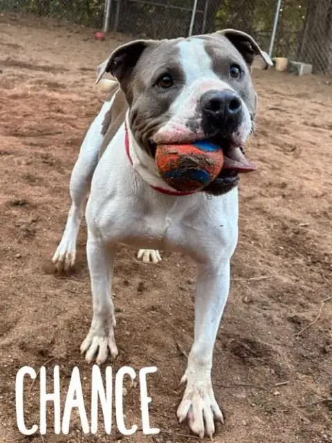 Chance photo 2