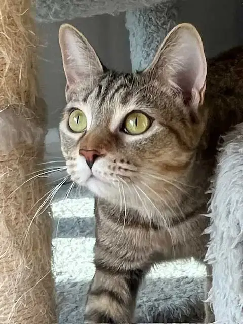 Kitten Jade photo 2