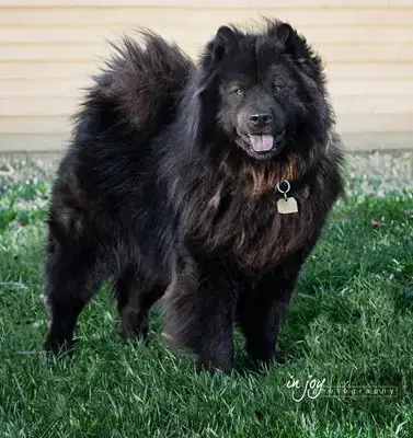 Smokey photo 3