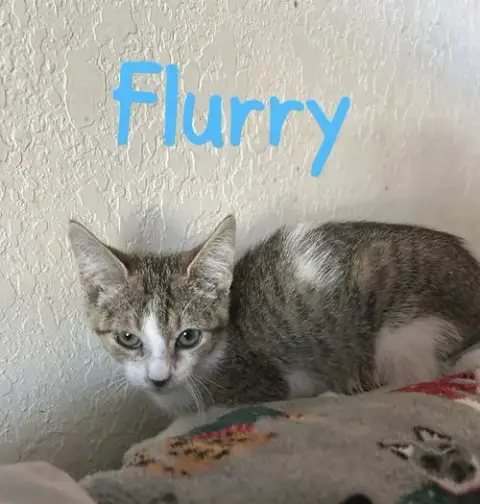Flurry photo 3