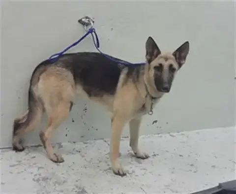 Nova