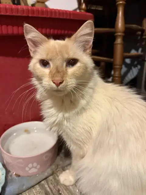 Duchess