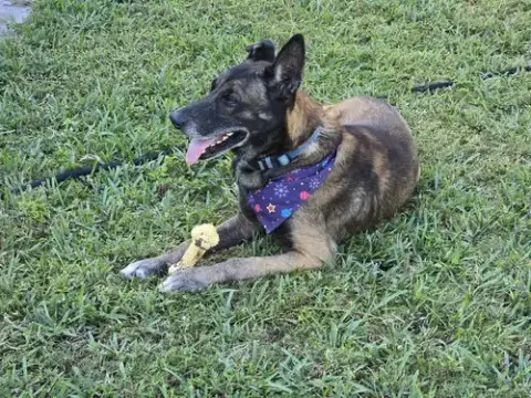 Max 3162 photo 4