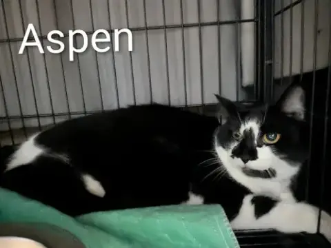 Aspen