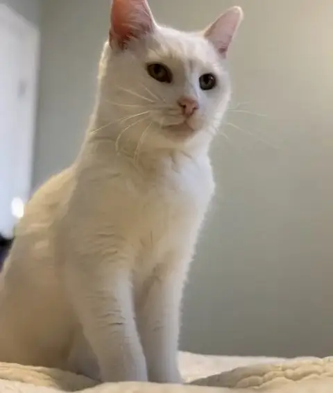Angel