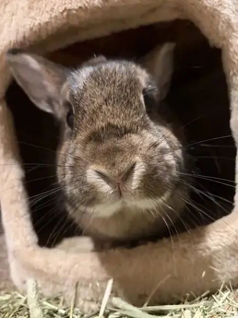 Maple