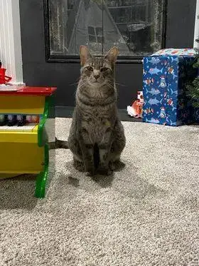 Tyson