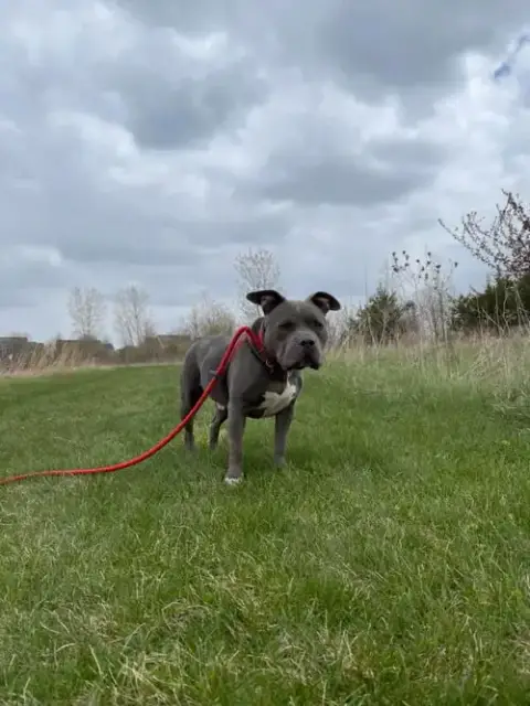 Porkchop photo 4