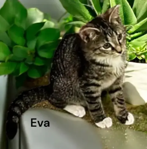 Eva photo 3