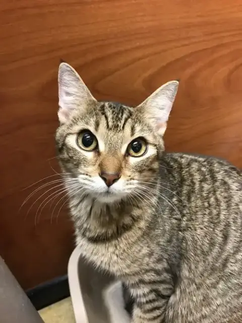 Tiggie photo 3